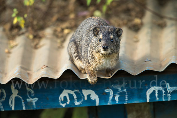 Klippschliefer (Procavia capensis)