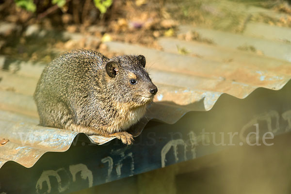 Klippschliefer (Procavia capensis)