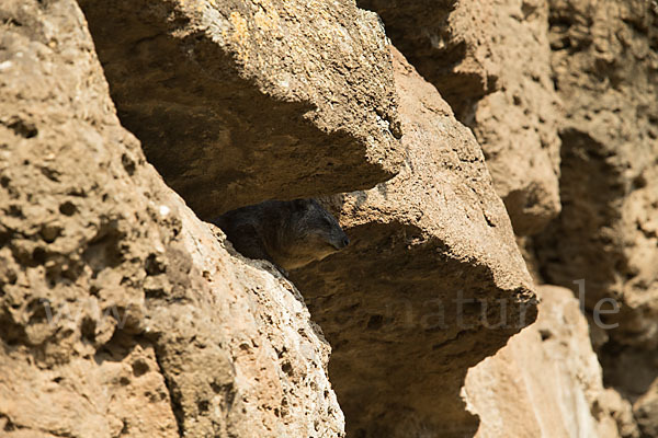 Klippschliefer (Procavia capensis)