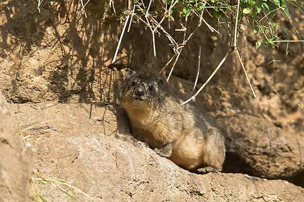 Klippschliefer (Procavia capensis)