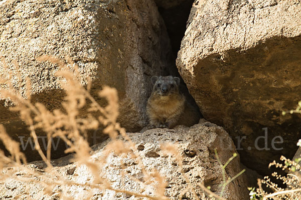 Klippschliefer (Procavia capensis)