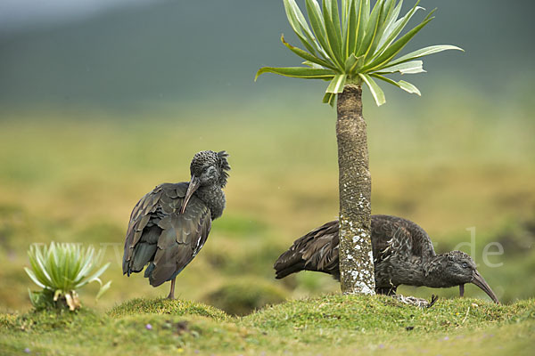 Klunkeribis (Bostrychia carunculata)