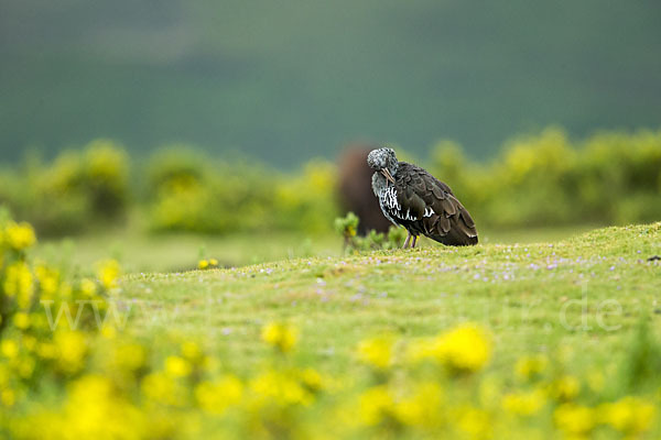 Klunkeribis (Bostrychia carunculata)