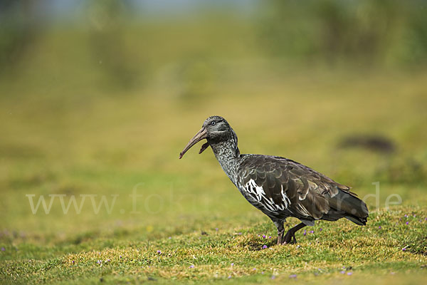 Klunkeribis (Bostrychia carunculata)