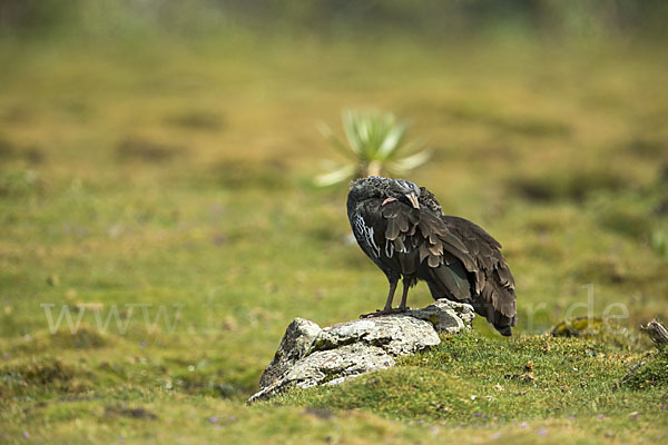 Klunkeribis (Bostrychia carunculata)