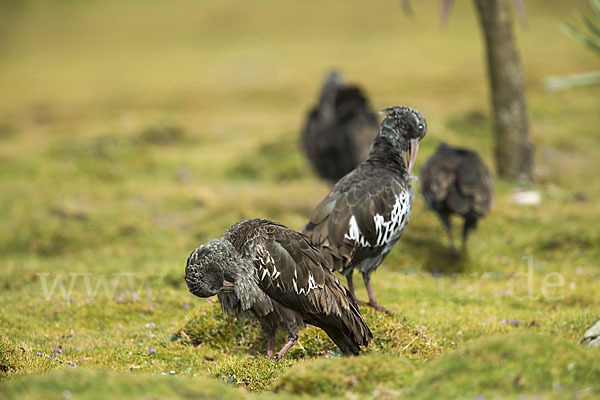 Klunkeribis (Bostrychia carunculata)