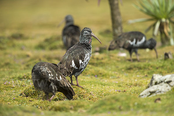 Klunkeribis (Bostrychia carunculata)