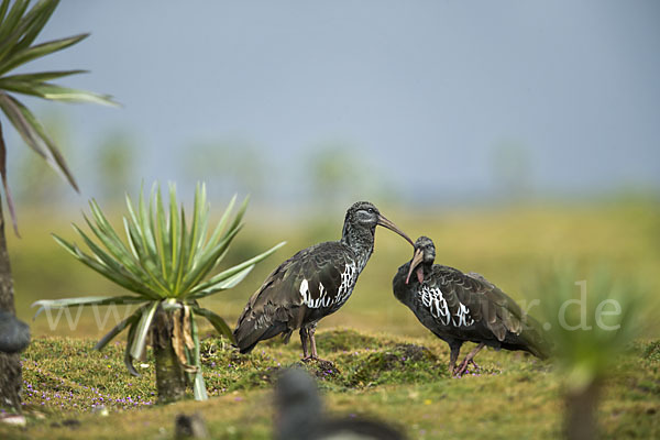 Klunkeribis (Bostrychia carunculata)