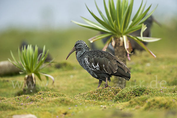 Klunkeribis (Bostrychia carunculata)