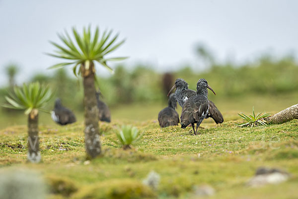 Klunkeribis (Bostrychia carunculata)