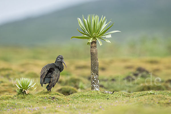 Klunkeribis (Bostrychia carunculata)