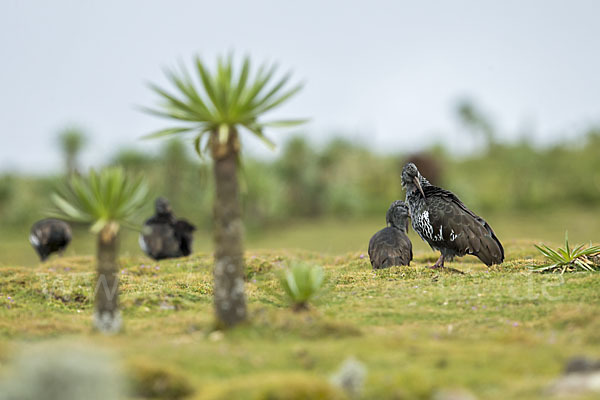 Klunkeribis (Bostrychia carunculata)