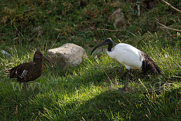 Klunkeribis (Bostrychia carunculata)