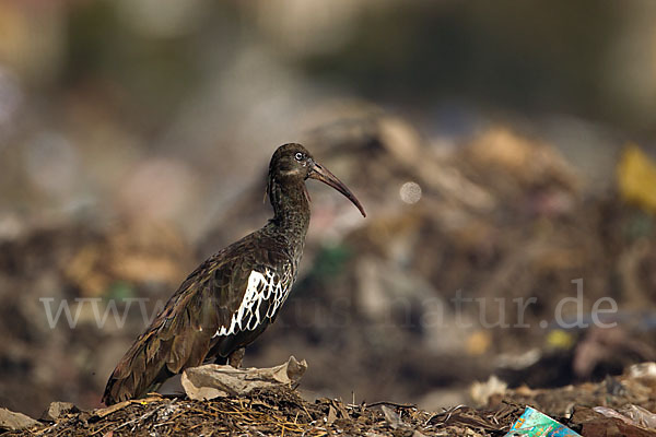 Klunkeribis (Bostrychia carunculata)