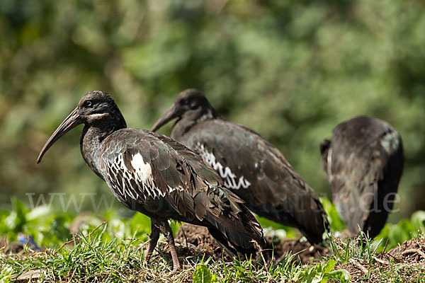 Klunkeribis (Bostrychia carunculata)