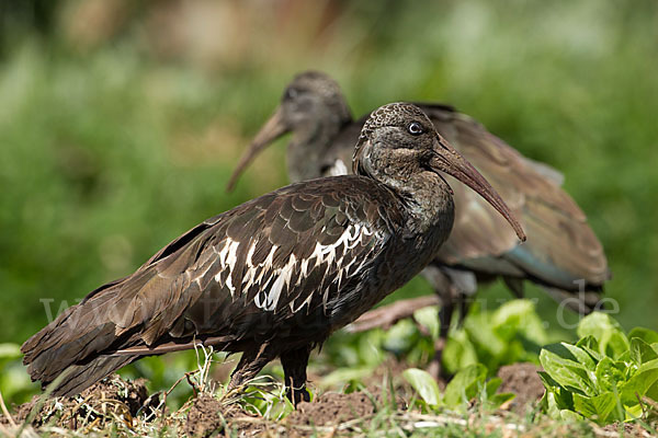 Klunkeribis (Bostrychia carunculata)