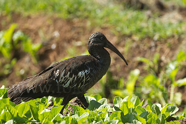 Klunkeribis (Bostrychia carunculata)