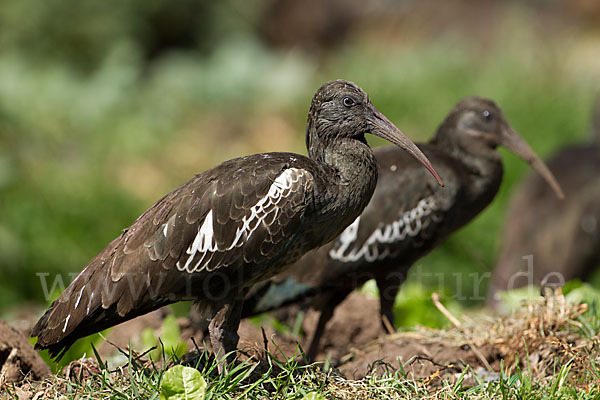 Klunkeribis (Bostrychia carunculata)