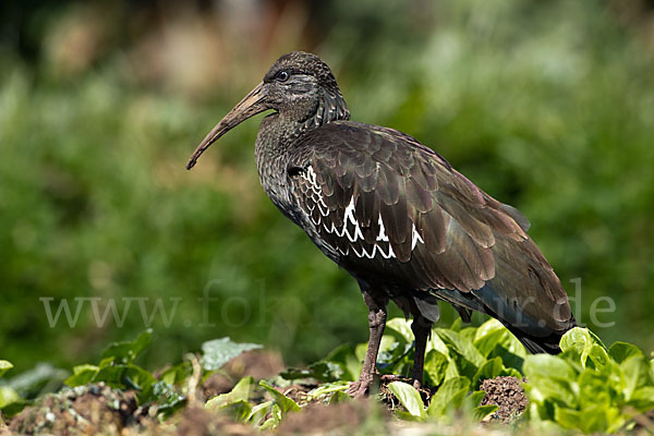 Klunkeribis (Bostrychia carunculata)