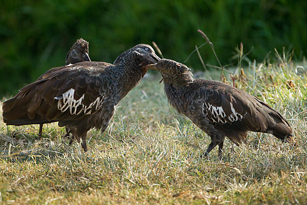 Klunkeribis (Bostrychia carunculata)