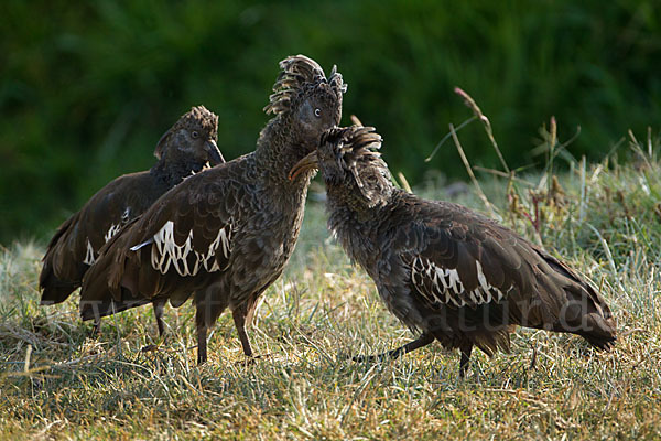 Klunkeribis (Bostrychia carunculata)