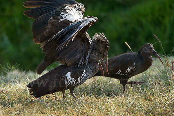 Klunkeribis (Bostrychia carunculata)