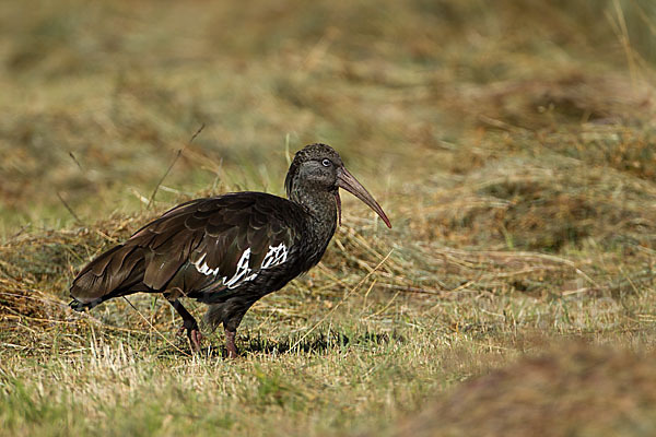 Klunkeribis (Bostrychia carunculata)