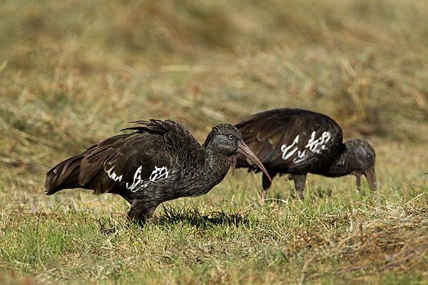 Klunkeribis (Bostrychia carunculata)