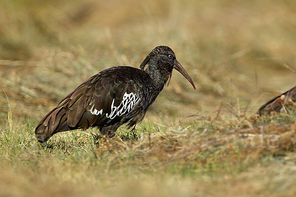 Klunkeribis (Bostrychia carunculata)