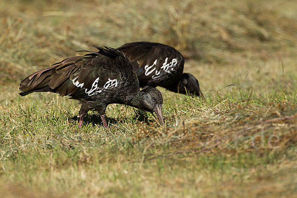 Klunkeribis (Bostrychia carunculata)