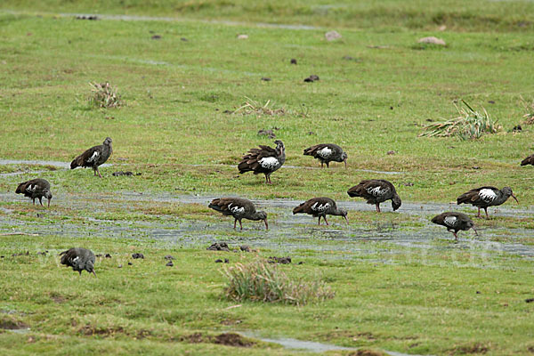 Klunkeribis (Bostrychia carunculata)