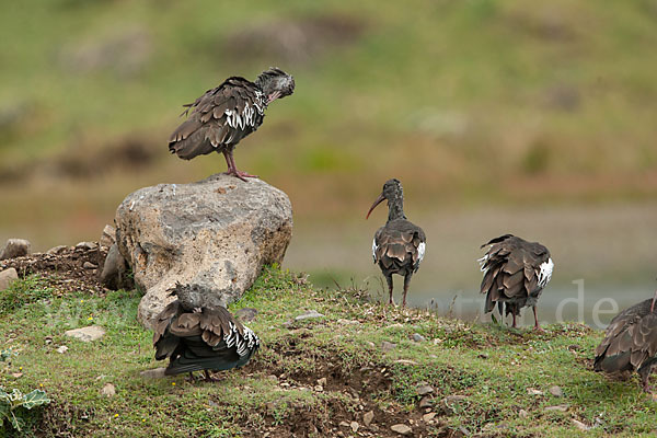 Klunkeribis (Bostrychia carunculata)