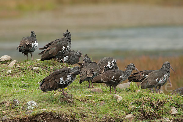 Klunkeribis (Bostrychia carunculata)