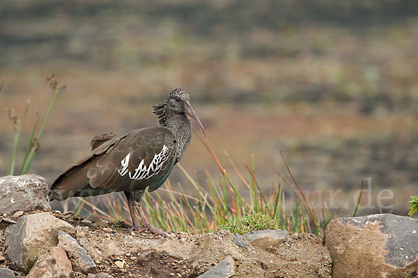 Klunkeribis (Bostrychia carunculata)