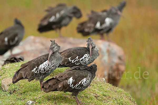 Klunkeribis (Bostrychia carunculata)