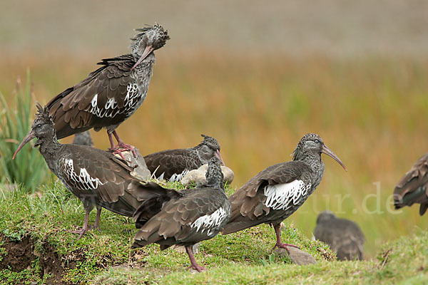 Klunkeribis (Bostrychia carunculata)