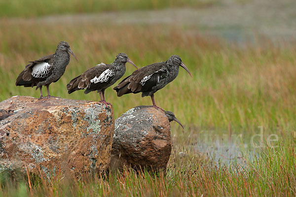 Klunkeribis (Bostrychia carunculata)