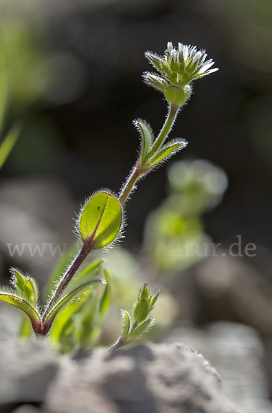 Knäuel-Hornkraut (Cerastium glomeratum)