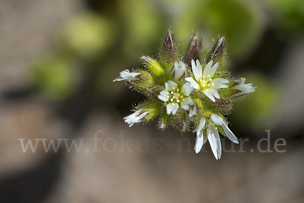 Knäuel-Hornkraut (Cerastium glomeratum)