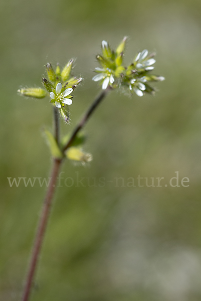 Knäuel-Hornkraut (Cerastium glomeratum)