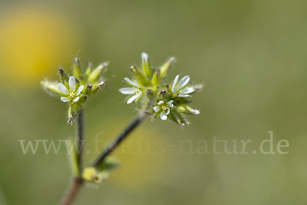 Knäuel-Hornkraut (Cerastium glomeratum)