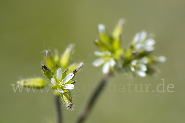 Knäuel-Hornkraut (Cerastium glomeratum)