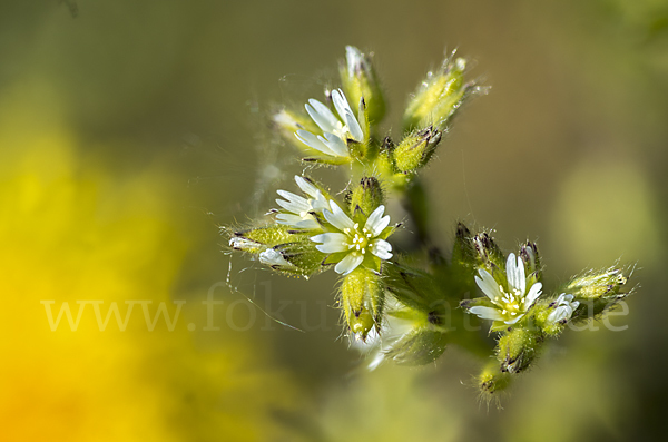 Knäuel-Hornkraut (Cerastium glomeratum)