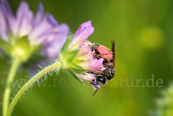 Knautien-Sandbiene (Andrena hattorfiana)