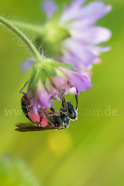 Knautien-Sandbiene (Andrena hattorfiana)