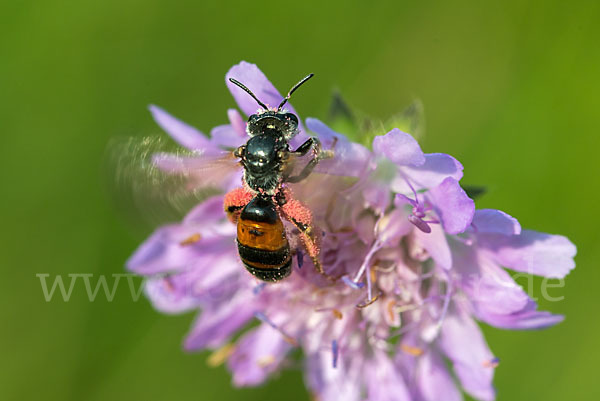 Knautien-Sandbiene (Andrena hattorfiana)