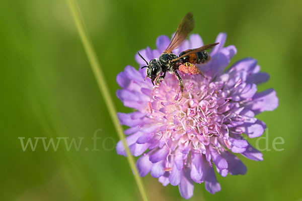 Knautien-Sandbiene (Andrena hattorfiana)