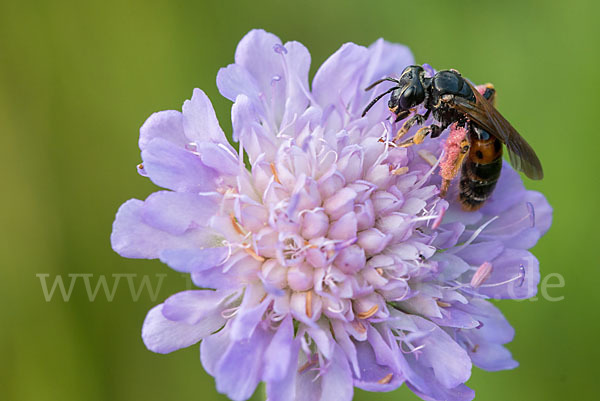 Knautien-Sandbiene (Andrena hattorfiana)