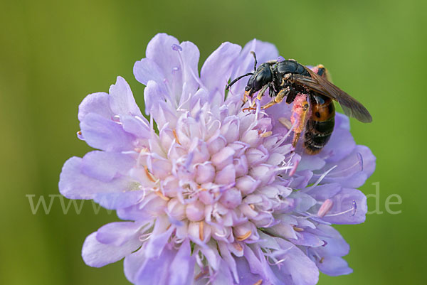 Knautien-Sandbiene (Andrena hattorfiana)