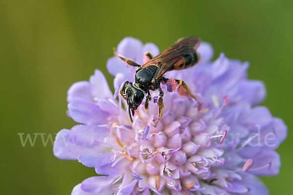 Knautien-Sandbiene (Andrena hattorfiana)